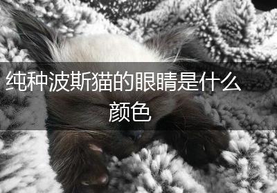 纯种波斯猫的眼睛是什么颜色
