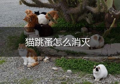 猫跳蚤怎么消灭