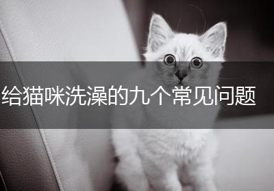 给猫咪洗澡的九个常见问题