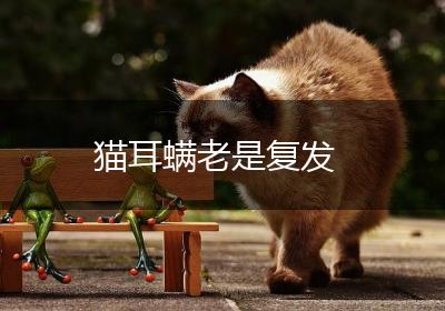 猫耳螨老是复发