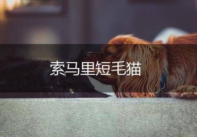 索马里短毛猫
