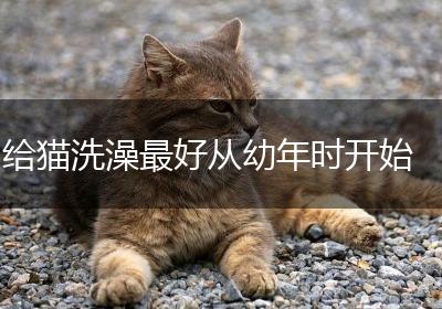 给猫洗澡最好从幼年时开始