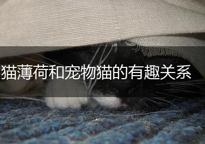 猫薄荷和宠物猫的有趣关系