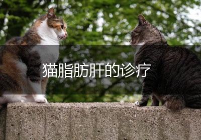 猫脂肪肝的诊疗