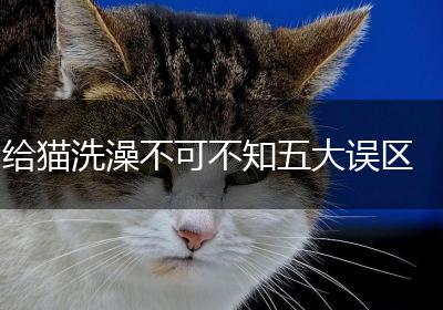 给猫洗澡不可不知五大误区