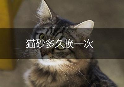 猫砂多久换一次