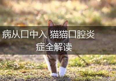 病从口中入 猫猫口腔炎症全解读
