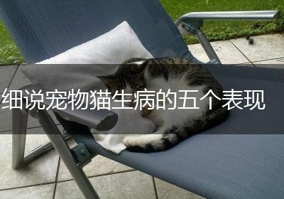 细说宠物猫生病的五个表现