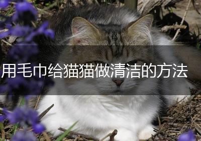 用毛巾给猫猫做清洁的方法