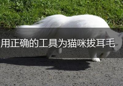 用正确的工具为猫咪拔耳毛