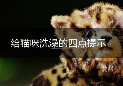 给猫咪洗澡的四点提示