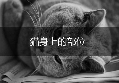 猫身上的部位