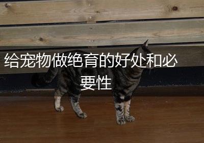 给宠物做绝育的好处和必要性