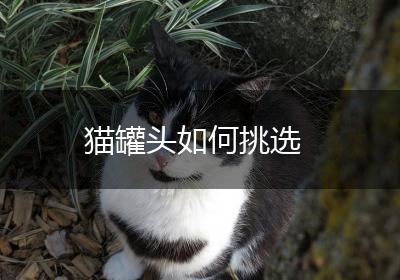 猫罐头如何挑选