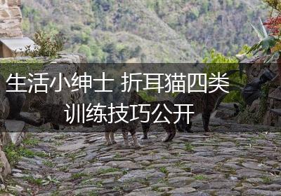生活小绅士 折耳猫四类训练技巧公开