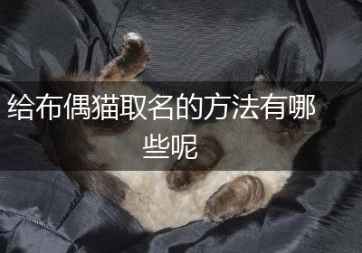 给布偶猫取名的方法有哪些呢