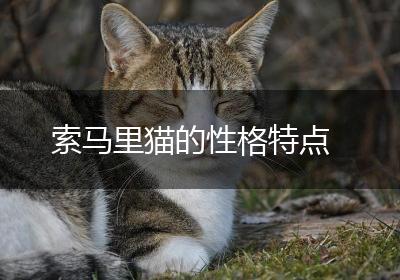 索马里猫的性格特点