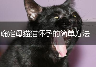 确定母猫猫怀孕的简单方法