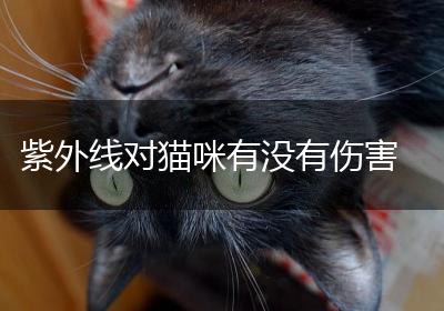 紫外线对猫咪有没有伤害