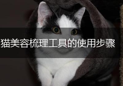 猫美容梳理工具的使用步骤