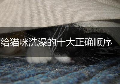 给猫咪洗澡的十大正确顺序