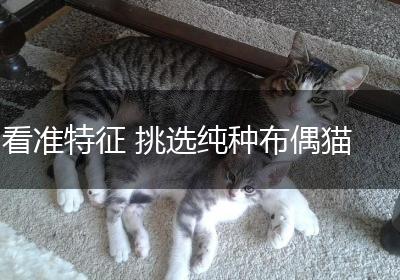 看准特征 挑选纯种布偶猫