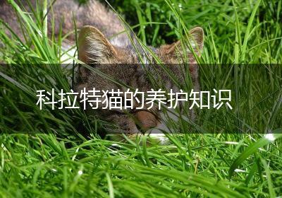 科拉特猫的养护知识