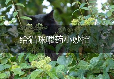 给猫咪喂药小妙招