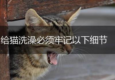 给猫洗澡必须牢记以下细节