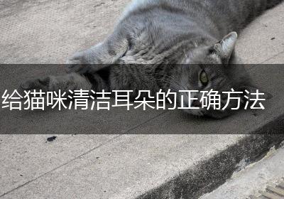 给猫咪清洁耳朵的正确方法