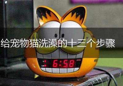 给宠物猫洗澡的十三个步骤