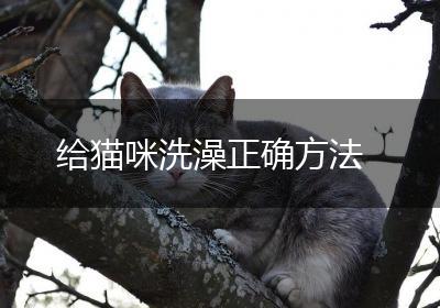 给猫咪洗澡正确方法