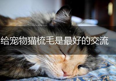 给宠物猫梳毛是最好的交流
