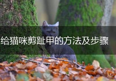 给猫咪剪趾甲的方法及步骤