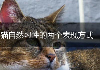 猫自然习性的两个表现方式