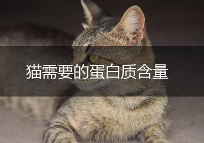 猫需要的蛋白质含量