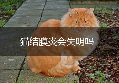 猫结膜炎会失明吗