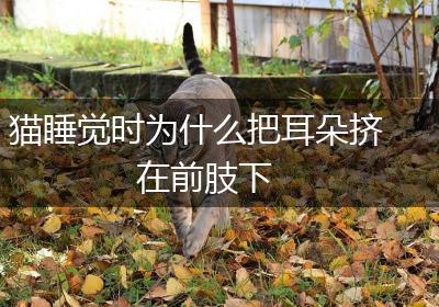猫睡觉时为什么把耳朵挤在前肢下