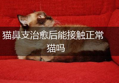 猫鼻支治愈后能接触正常猫吗