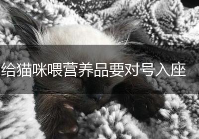 给猫咪喂营养品要对号入座