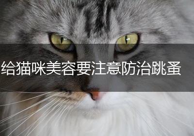 给猫咪美容要注意防治跳蚤