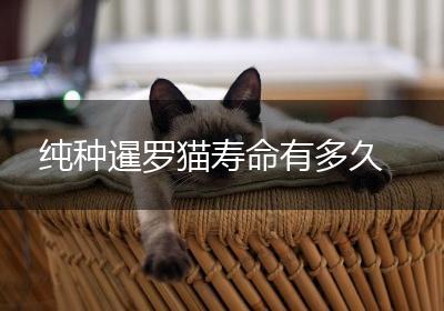纯种暹罗猫寿命有多久