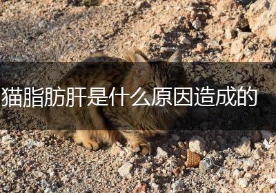 猫脂肪肝是什么原因造成的