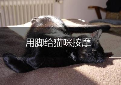 用脚给猫咪按摩