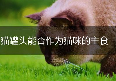 猫罐头能否作为猫咪的主食