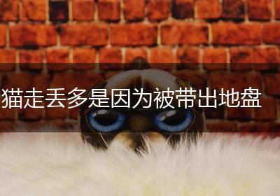 猫走丢多是因为被带出地盘