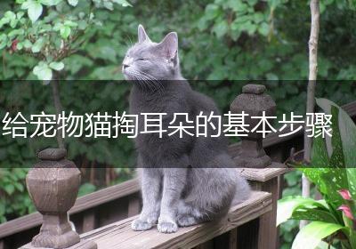 给宠物猫掏耳朵的基本步骤