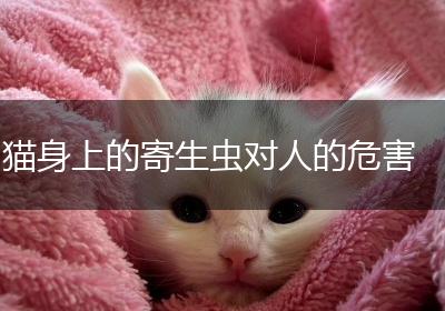 猫身上的寄生虫对人的危害
