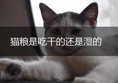 猫粮是吃干的还是湿的