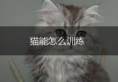 猫能怎么训练